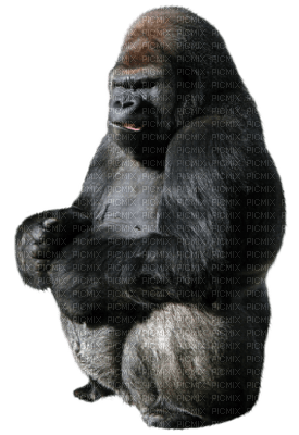 Kaz_Creations Gorilla - ingyenes png