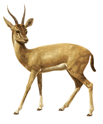 Kaz_Creations Deer - png gratis