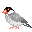 bird - Bezmaksas animēts GIF