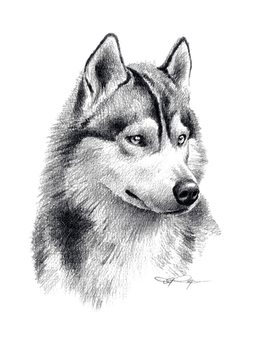 Wolf - фрее пнг