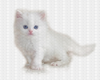 Cat - Nitsa - 無料のアニメーション GIF