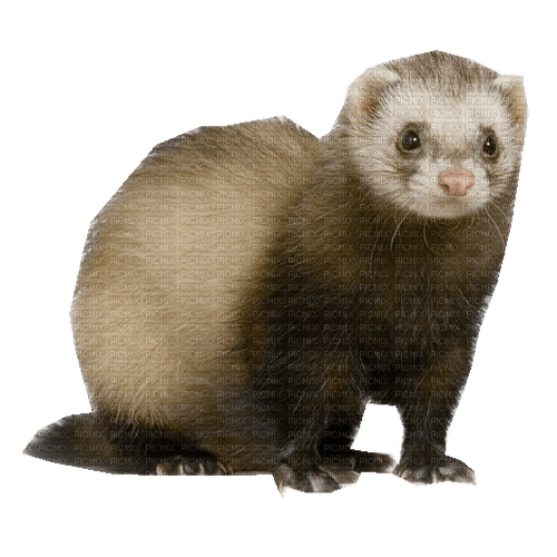 loutre - darmowe png