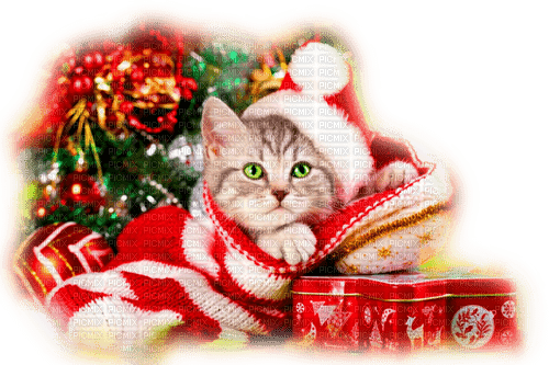 CHRISTMAS CAT - 無料png