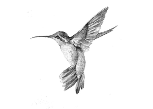 Hummingbird - bezmaksas png