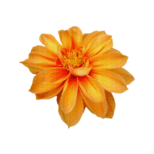 kikkapink deco scrap orange flower - Free PNG