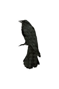 raven - ücretsiz png