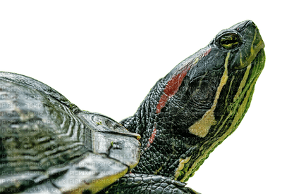 kilpikonna - png grátis