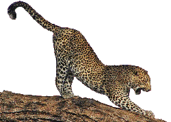 leopardo - Ingyenes animált GIF