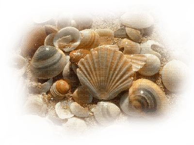 fond beach sea shellfish - png grátis