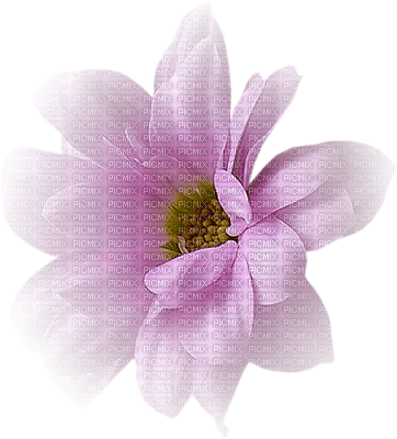 Kwiat tube66 - darmowe png