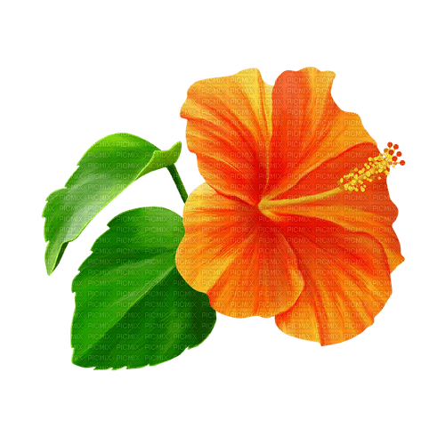 Flower.Orange - zdarma png