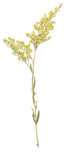 Yellow Flowers.Fleurs.Mimosa.Victoriabea - zdarma png