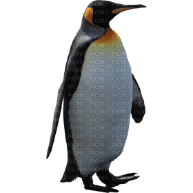 Kaz_Creations Penguin - zadarmo png