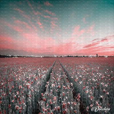 dolceluna poppy poppies field animated background - 免费动画 GIF