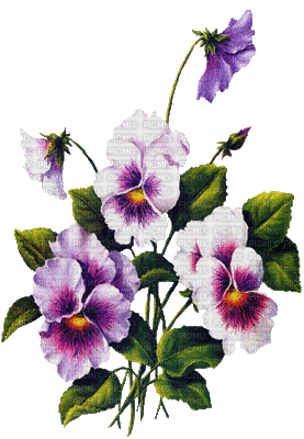 pansy flowers bp - Ilmainen animoitu GIF