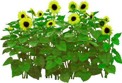 Y.A.M._Summer Flowers Decor - GIF animado grátis