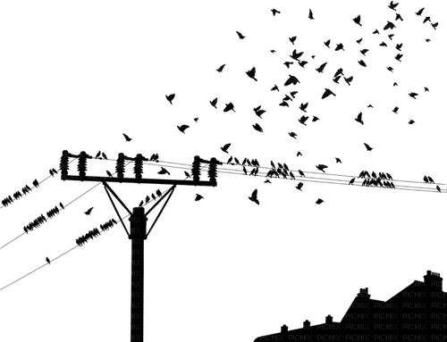 #power #pole #electricity #birds - PNG gratuit