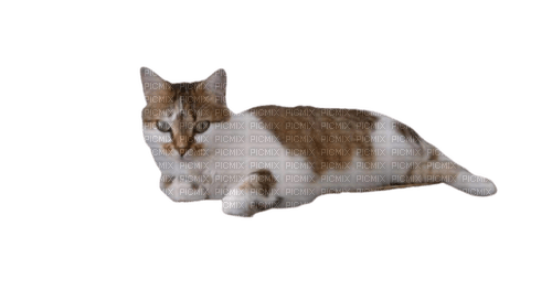 engy chat - gratis png