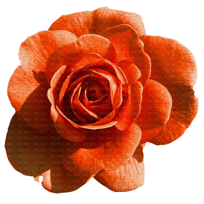 Tournesol94 fleur - ücretsiz png