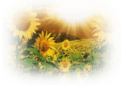 sunflowers bp - Free PNG