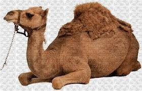 Camelo - nemokama png