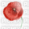 Coclicot Fleur du souvenir - GIF animé gratuit