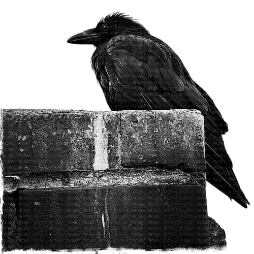 raven - безплатен png