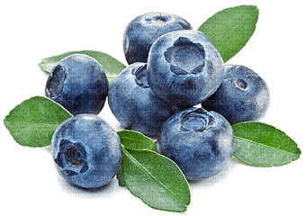 blueberries Bb2 - zadarmo png