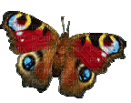 BUTTERFLY GIF papillon - Animovaný GIF zadarmo