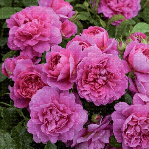 Rena pink Rosenhintergrund Roses Background - png gratis