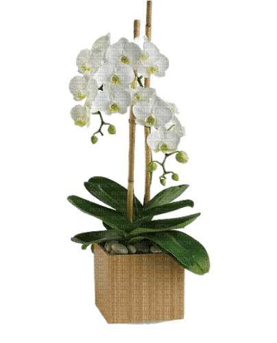 orchidées  web charmille - gratis png