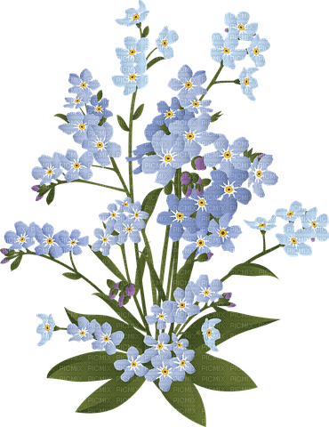 Forget me not - png gratuito