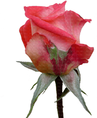 ruusu, rose, kukka, flower, fleur - ingyenes png