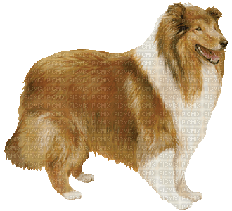 chien(colley) - Free PNG