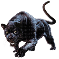 black panther bp - darmowe png