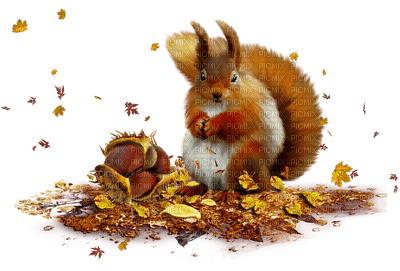 autumn squirrel----höst-ekorre - png ฟรี