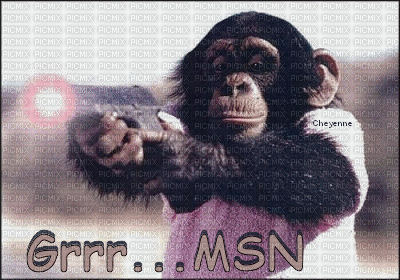 singe msn - Darmowy animowany GIF