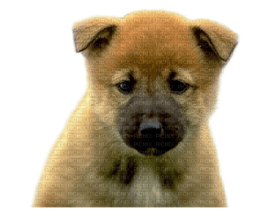 Tube Animaux Chien - безплатен png