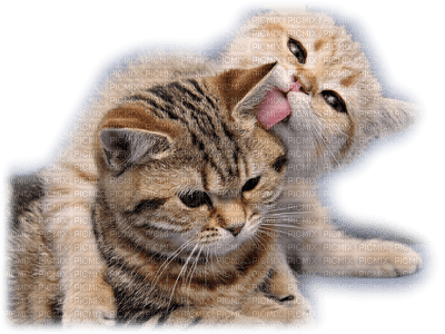 Kaz_Creations Animals Cats Cat Kitten - ilmainen png
