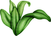 plant - PNG gratuit
