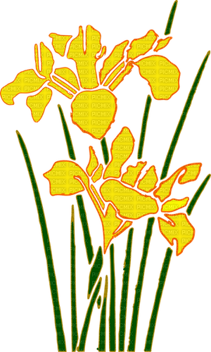 yellow iris Bb2 - gratis png