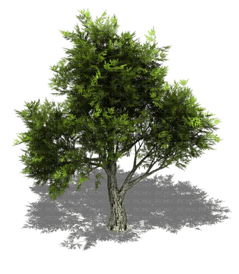 tree - png grátis