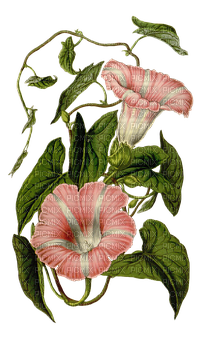 kikkapink deco vintage pink green flowers - Free PNG