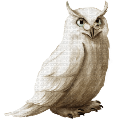 Kaz_Creations Owls Owl - png gratis