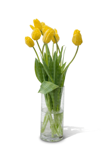 Tulipes jaunes - 無料png