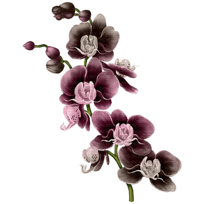 fleur violette.Cheyenne63 - фрее пнг
