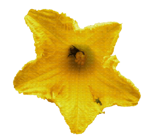 Blüte - png grátis