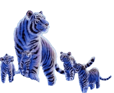 aze tigre bleu blue - gratis png