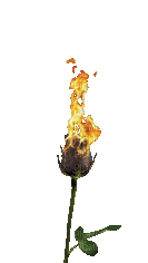 Fleur.Fire.Flower.feu.Burnt.gif.Victoriabea - Zdarma animovaný GIF