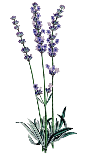 fleurs lavande - PNG gratuit